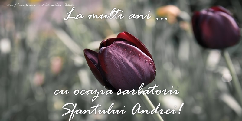 Felicitari aniversare De Sfantul Andrei - La multi ani ... cu ocazia sarbatorii Sfantului Andrei!